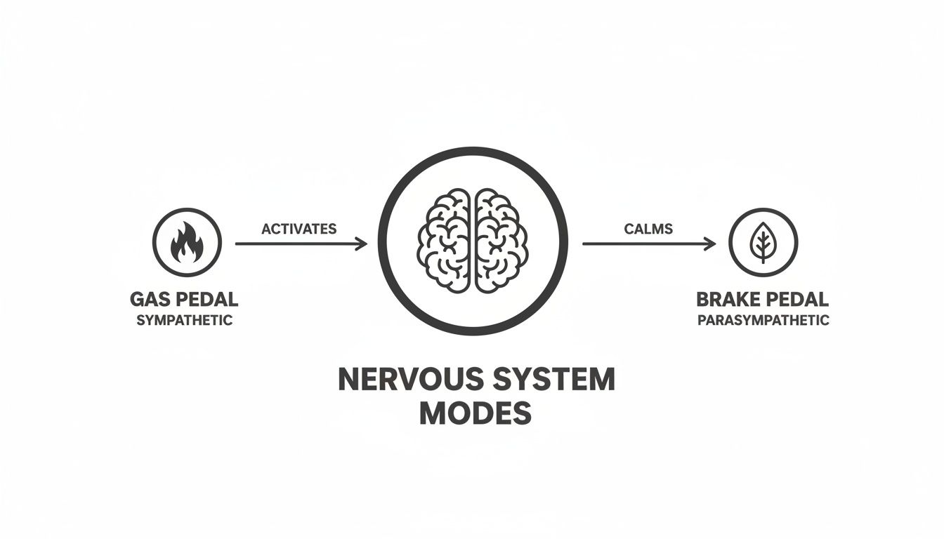 Reiki Healing helps calm your Nervous System
